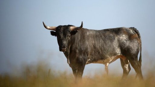  Un bărbat din Alba a murit, după ce a fost atacat de un taur din gospodăria sa