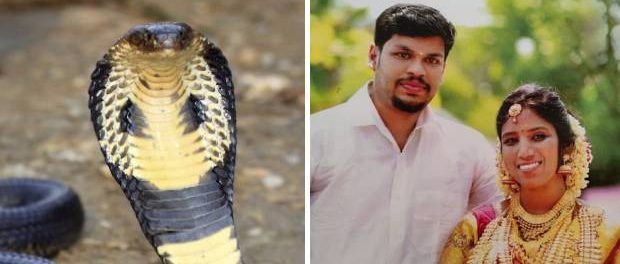  Un indian și-a ucis soția băgându-i o cobră în pat. Cum au descoperit polițiștii