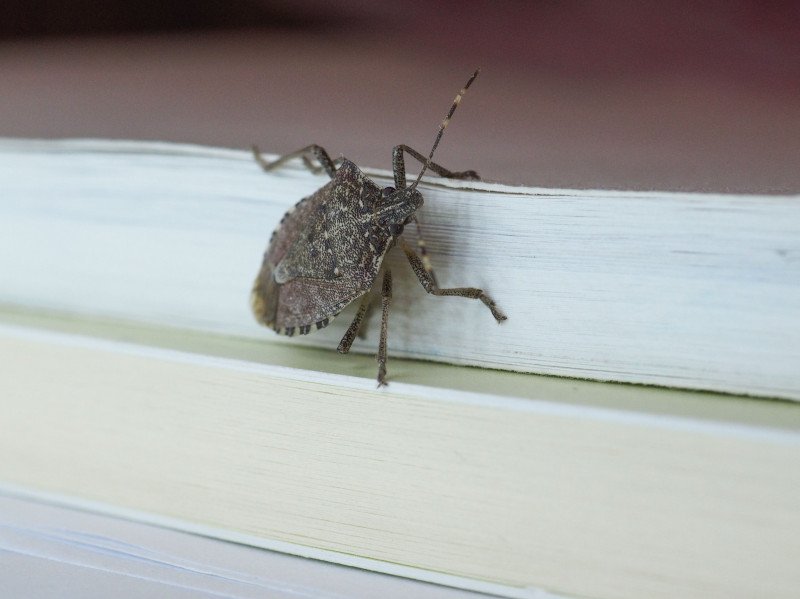  Ce sunt gândacii urât mirositori care ne invadează toamna locuințele. Sunt și în Iași