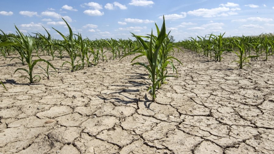  California înregistrează cel mai secetos an din ultimul secol