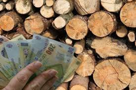  Goţiu: În PNRR nu există interdicţia ca din 2023 să nu se mai folosească lemnul de foc