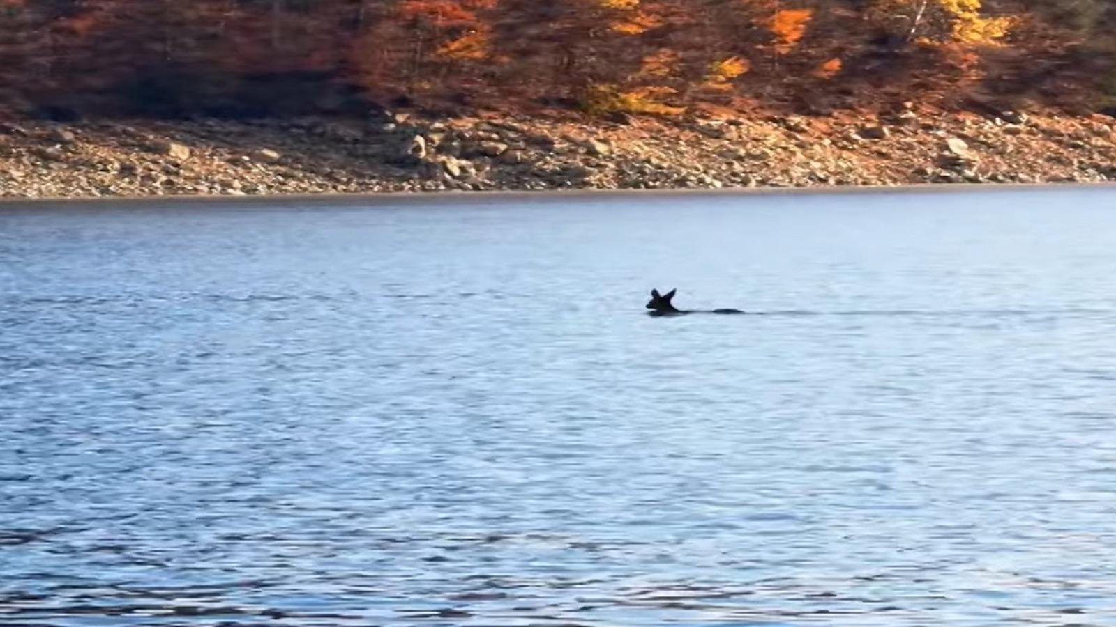  VIDEO O căprioară traversează înot Lacul Izvorul Muntelui