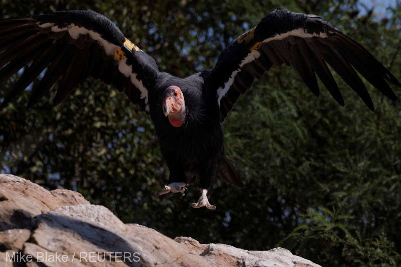  Descoperire rară: Condorul californian poate să se reproducă fără împerechere