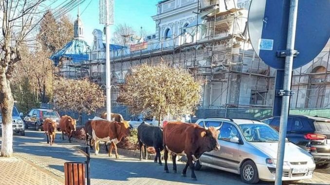  Cele 17 vaci lăsate nesupravegheate în Vatra Dornei, confiscate