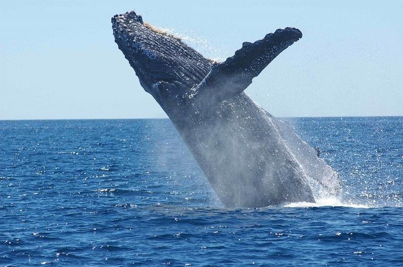  Balenele mănâncă de trei ori mai mult decât credeau oamenii de știință