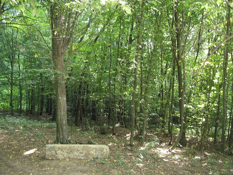  Judecătorii decid soarta unei păduri de 400 de hectare care a aparținut unei familii de evrei