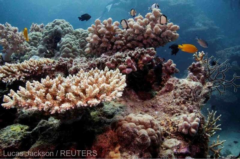  Fenomenul de albire a afectat 98% din Marea Barieră de Corali