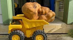  Un cartof gigantic descoperit în Noua Zeelandă ar putea fi un nou record mondial