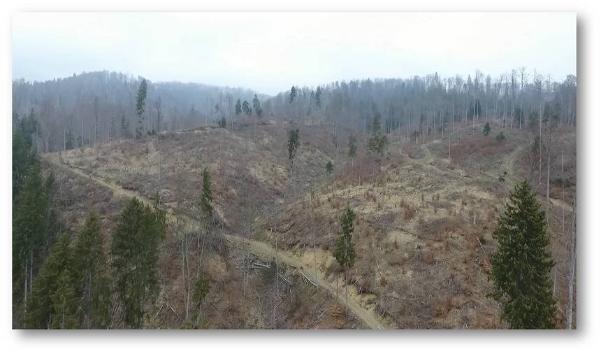  Se cere înfiinţarea Procurorului Verde care să ancheteze tăierile ilegale de păduri