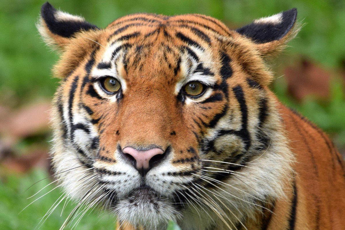  Tigrul malaezian riscă să devină extinct în 10 ani. Mai sunt 200 de exemplare