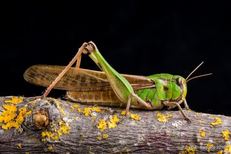  A fost introdus un nou tip de insectă ca ingredient alimentar: lăcusta călătoare