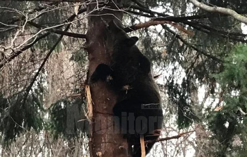  VIDEO Urs salvat la Suceava, momit de o oaie moartă în copac