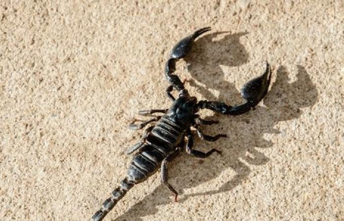  Val de atacuri ale scorpionilor în Egipt. Peste 500 de persoane au fost spitalizate