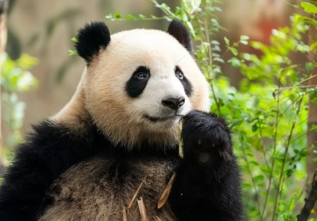  De ce au urșii Panda blana în nuanțe de alb și negru