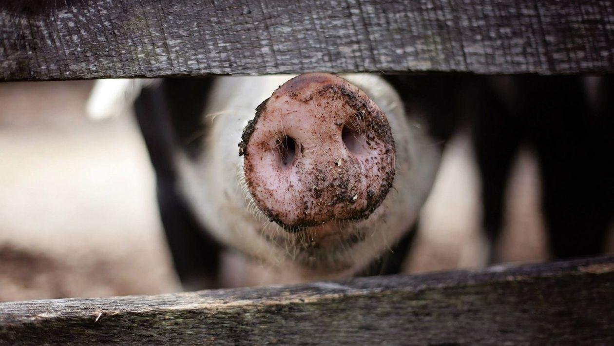  ANSVSA: Pesta porcină se răspândește din cauza samsarilor