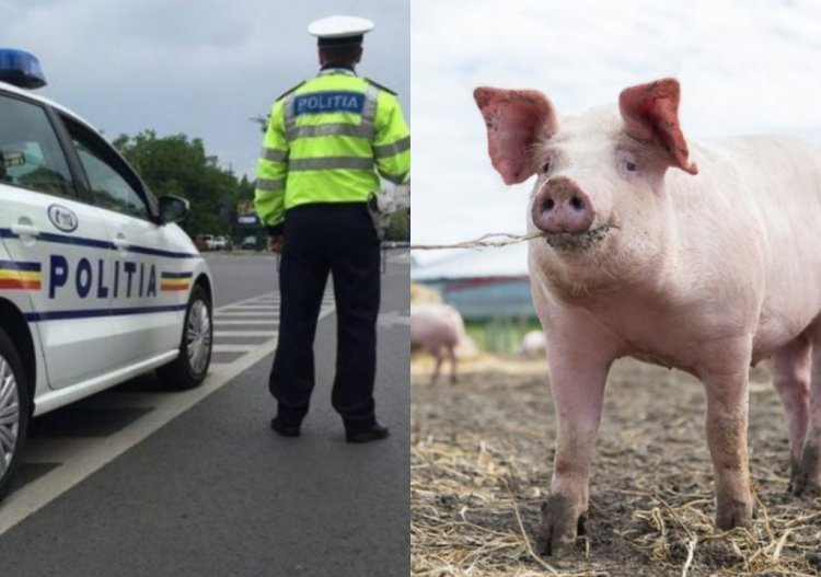  Reacția lui Bode în cazul polițistului care a cerut un porc de 160 de kg superiorilor lui