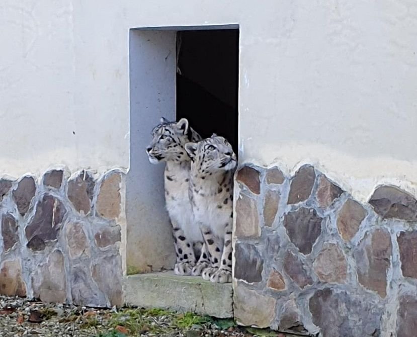  Doi pui de leopard al zăpezilor vor putea fi văzuţi începând de sâmbătă, la Grădina Zoologică Braşov