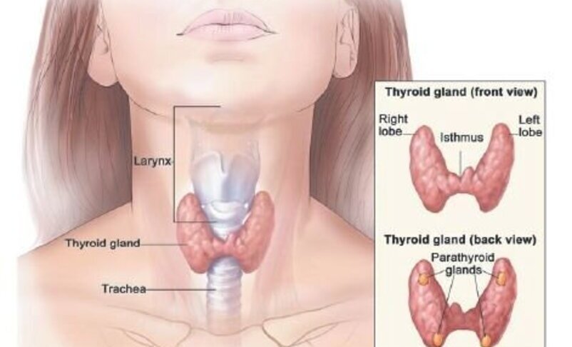  De ce apar şi cum putem trata afecţiunile asociate glandei tiroide? Un medic ieşean răspunde