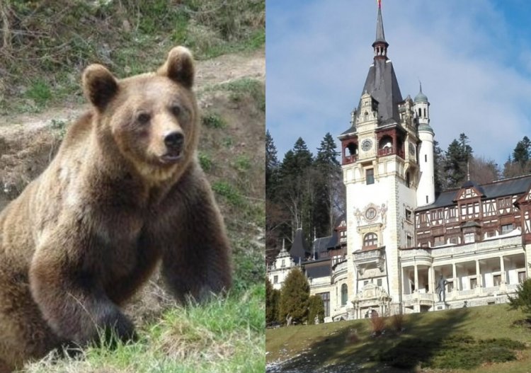  Doi turişti din Ucraina, atacaţi de urs în apropiere de Castelul Peleş