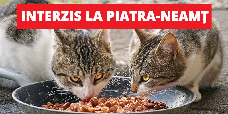  Iubitorii animalelor din Piatra Neamț, amendați dacă le hrănesc pe cele maidaneze