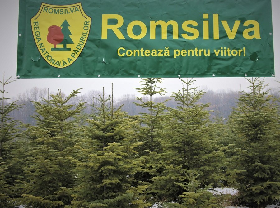  Romsilva oferă spre vânzare brazi și molizi pentru Crăciun. Aflați prețurile!