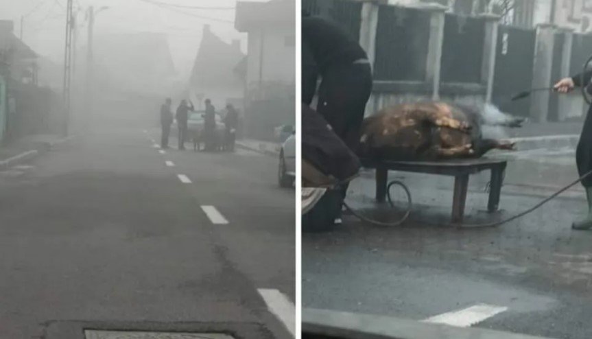  Porc sacrificat direct pe o stradă din oraşul Târgu Jiu