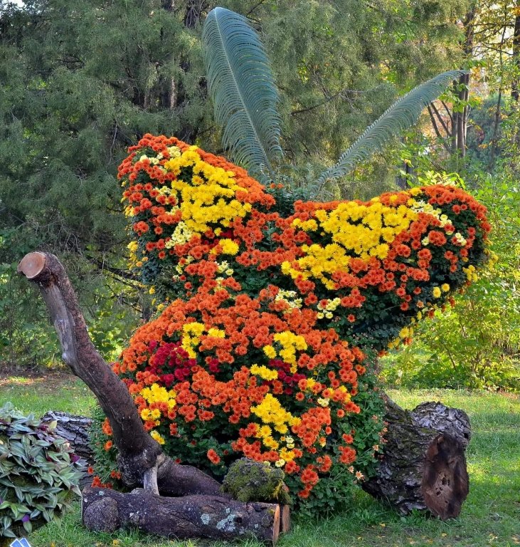  Se deschid porţile tradiţionalei expoziţii „Flori de toamnă“ la Grădina Botanică