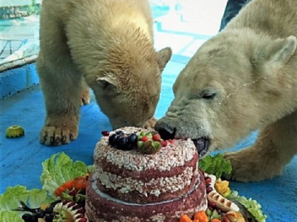  VIDEO: Petrecere cu tort pentru doi pui de urs polar care au împlinit 1 an