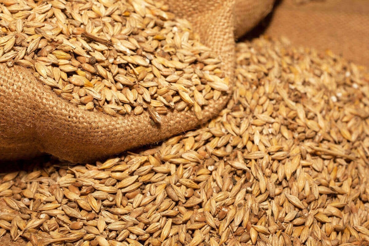  Cercetări la Iaşi pentru realizarea unui soi de grâu cu rezistenţă crescută la secetă