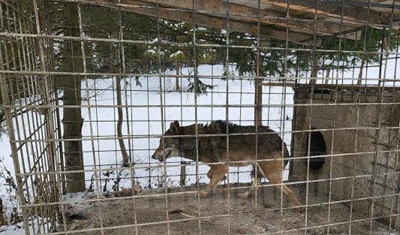  Lupoaica crescută în loc de câine de un bărbat din Straja a ajuns la Zoo Rădăuți