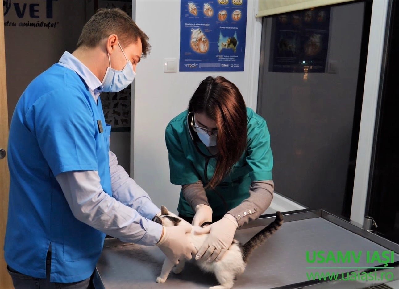  100 de pisici şi câini, pacienţi între Crăciun şi Anul Nou la Spitalul USV