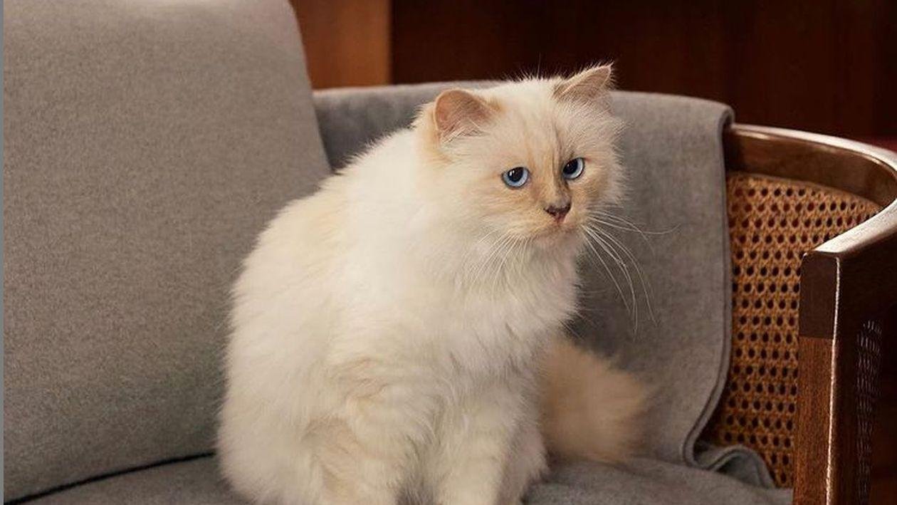  Cum trăiește pisica Choupette, moștenitoarea lui Karl Lagerfeld