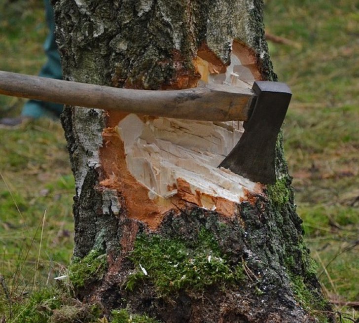  Bistriţa: Doi bărbaţi au murit în timp ce tăiau ilegal lemne. Peste ei a căzut un copac
