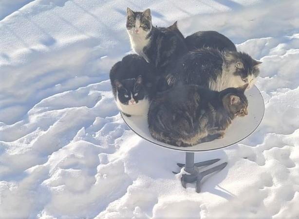  FOTO: Pisicile apreciază antenele de satelit pentru Starlink