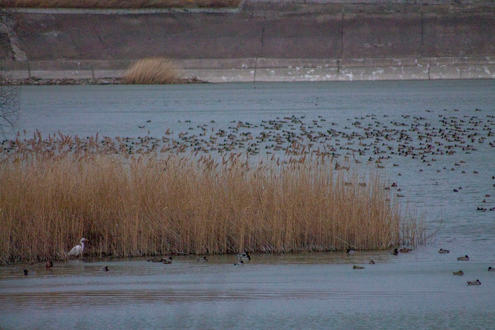  FOTO: Păsările din aria Lacului Stânca Costești sunt numărate zilele acestea