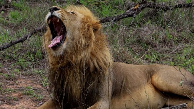  Două pume şi trei lei dintr-o grădină zoologică din Africa de Sud au coronavirus