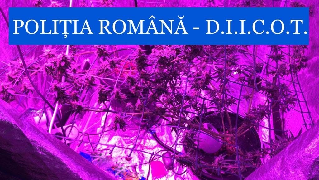  PERCHEZIȚII: Cultură indoor de cannabis descoperită la Iași (UPDATE)