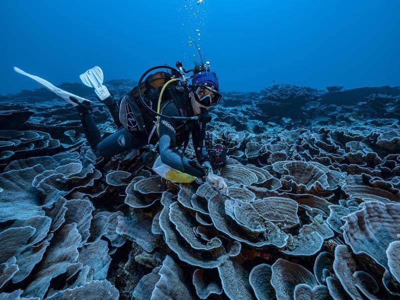  FOTO – Un recif de corali gigant în formă de trandafir, descoperit la 30 de metri adâncime în largul Tahiti