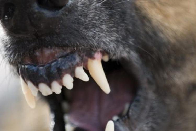  Un copil de şase ani a fost muşcat mortal de gât de către câinele familiei