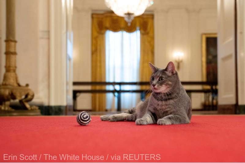  Willow, o pisică tigrată adoptată de familia Biden, este noua mascotă a Casei Albe