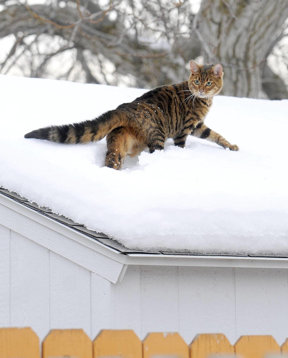  Pisica pe acoperişul din tablă rece