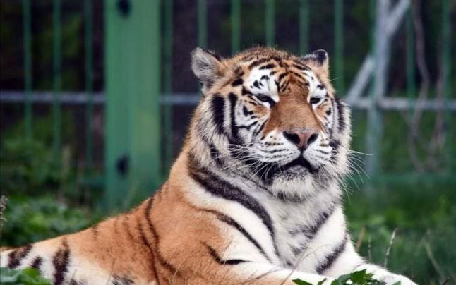  La o școală din Iași se sărbătorește azi Anul Tigrului de Apă