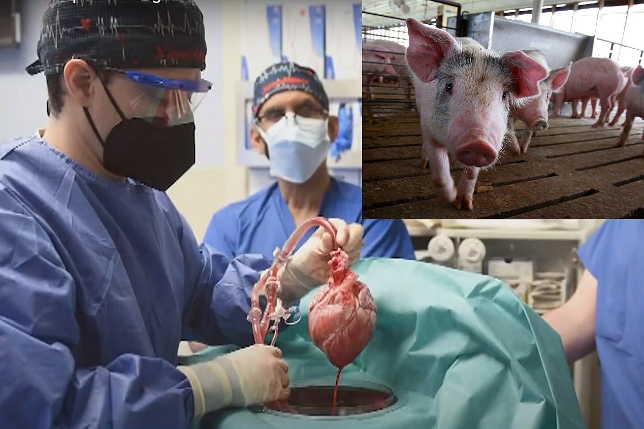  Cercetătorii germani încep transplanturile de inimă la oameni, de la porci