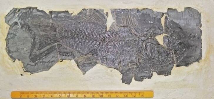  Descoperire fabuloasa in Romania, cea mai veche fosila de biban de mare din Europa. Are 33 de milioane de ani
