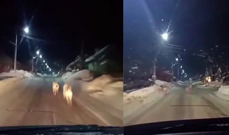  VIDEO: Haită de lupi, filmată de un șofer pe ulițele unui sat din Maramureș, la poalele munţilor Ţibleş