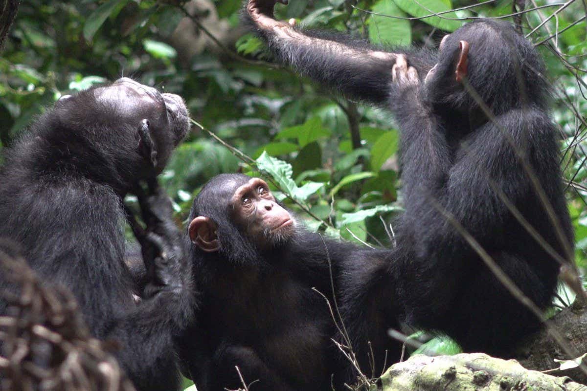  Cimpanzei surprinşi că îşi tratau rănile cu ajutorul insectelor aplicate pe zonele afectate