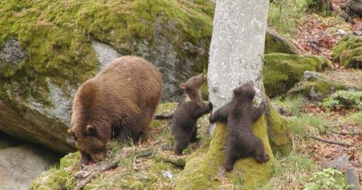  S-a decis numărul urşilor care vor putea fi ucişi legal în 2022