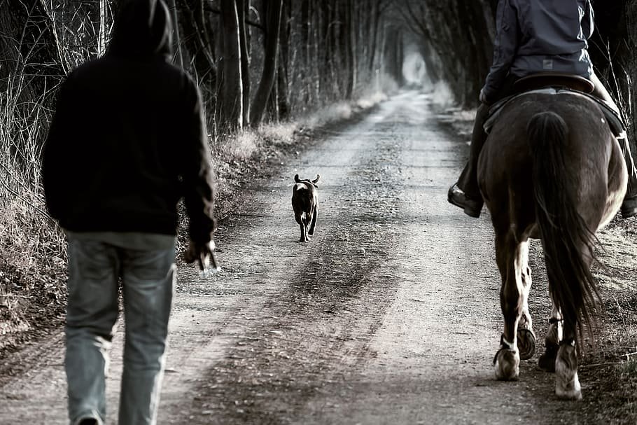  Întâlnirea dintre un călăreţ şi un câine s-a lăsat cu o spitalizare şi o condamnare