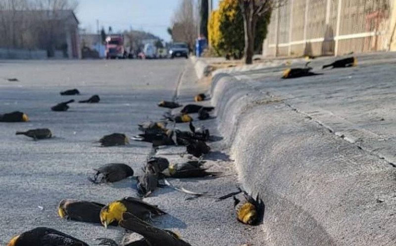  (VIDEO) Imagini şocante. Un stol de mierle se prăbușește brusc. De ce au murit?
