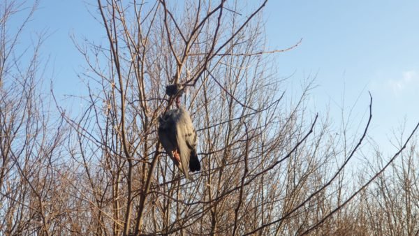  VIDEO: Descoperire macabră în Botoșani. Păsări găsite spânzurate în copaci într-o pădure